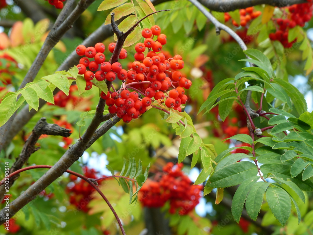 Obraz premium red berries of viburnum on a branch