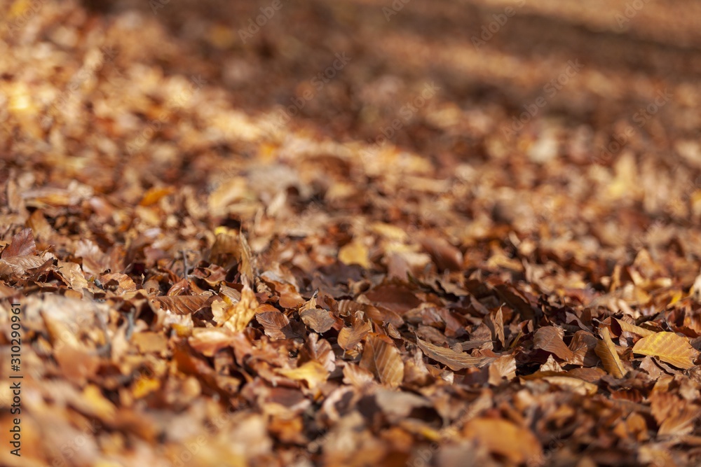 Fall. Fall.