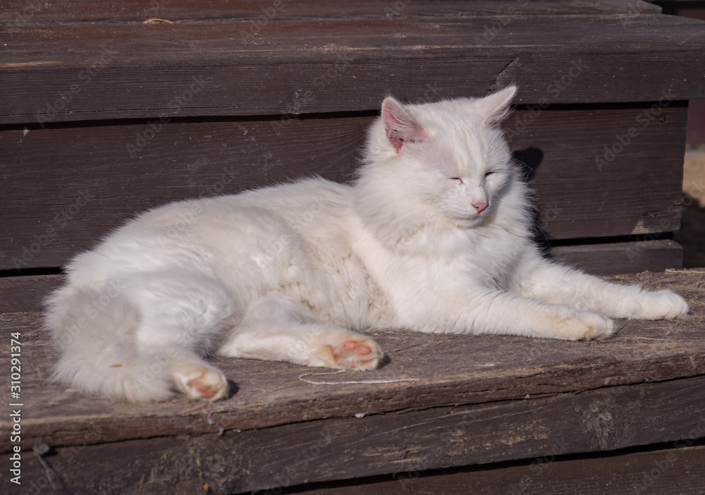 Pretty white cat resting near the house