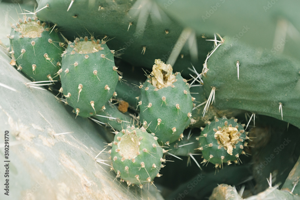 Prickly pear. Barbary fig. Moroccan cactus. Close- up. Prickly pear. Barbary fig. Moroccan cactus. Close- up.