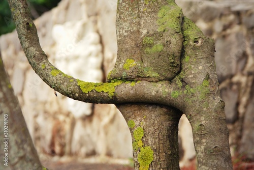 Fotografija Two fused, conjoined tree branches growing together