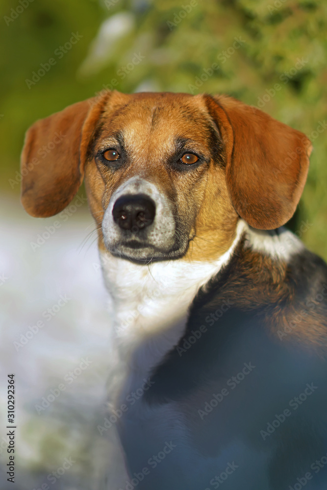 The portrait of an Estonian hound dog posing outdoors in sunny winter weather The portrait of an Estonian hound dog posing outdoors in sunny winter weather