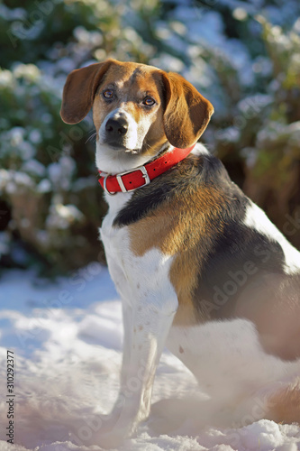 Estonian hound dog with a red collar posing outdoors sitting on a snow in winter