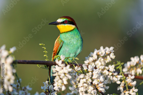 beautiful colored bird sits among a flowering tree © drakuliren