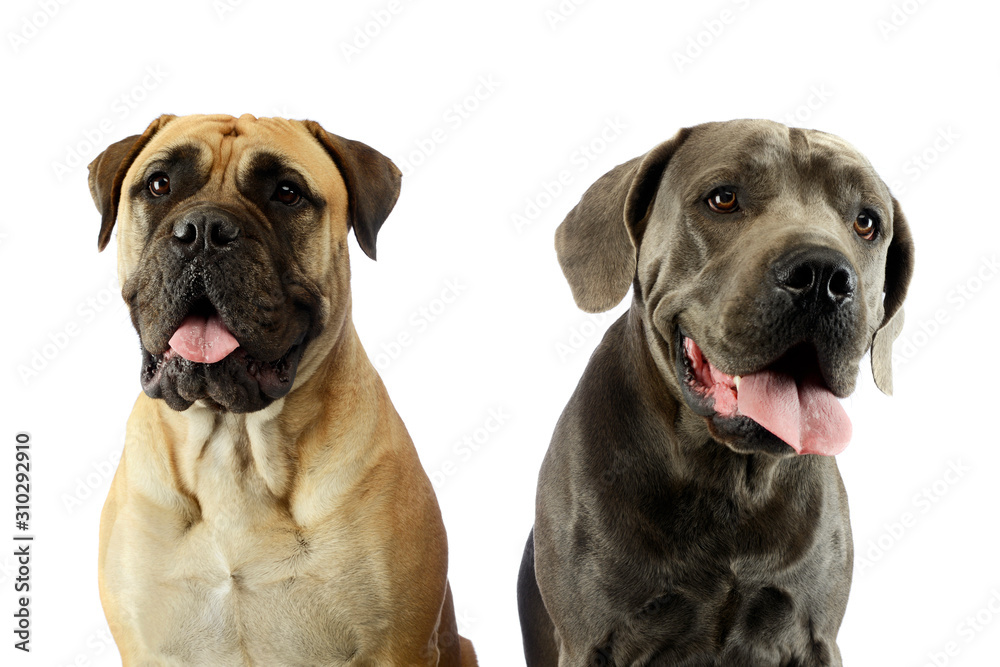 Obraz premium Portrait of an adorable bull mastiff and a great dane