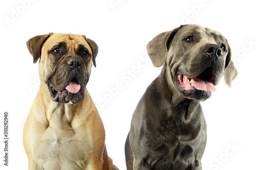 Portrait of an adorable bull mastiff and a great dane