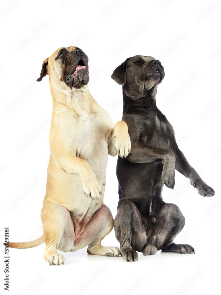 Obraz premium Studio shot of an adorable bull mastiff and a great dane