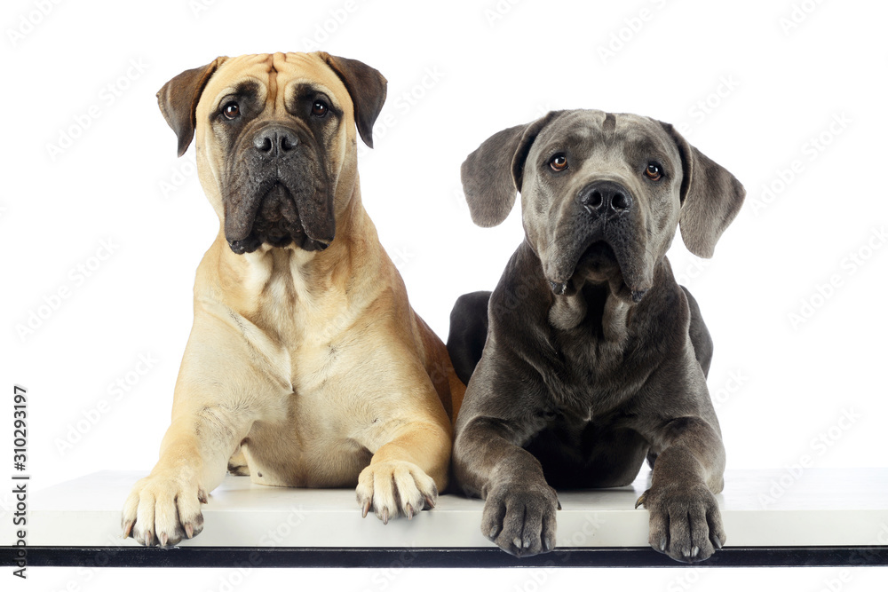 Fototapeta premium Studio shot of an adorable bull mastiff and a great dane