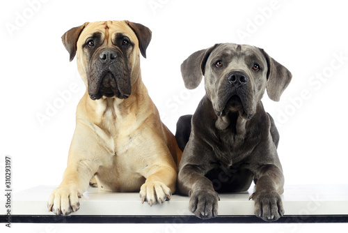 Studio shot of an adorable bull mastiff and a great dane