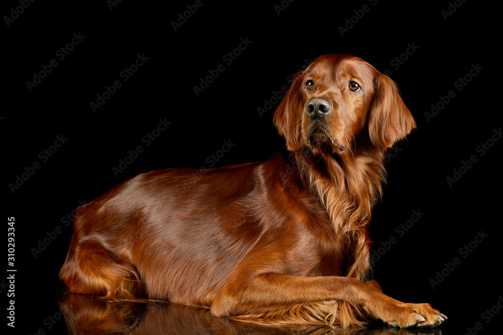 Studio shot of an adorable irish setter Studio shot of an adorable irish setter