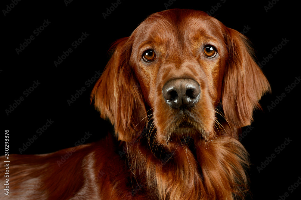 Portrait of an adorable irish setter Portrait of an adorable irish setter