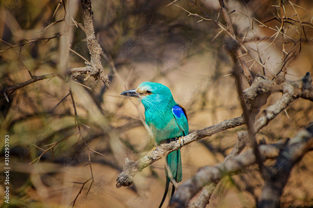 Close up photo of Abyssinian Roller, Abyssinian Roller sitting on a tree branch, Senegal, Africa. It is wildlife photo. Portrait of beautiful small blue bird Close up photo of Abyssinian Roller, Abyssinian Roller sitting on a tree branch, Senegal, Africa. It is wildlife photo. Portrait of beautiful small blue bird
