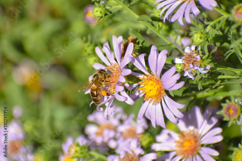 Honey bee feeding from a purple aster flower in bloom.