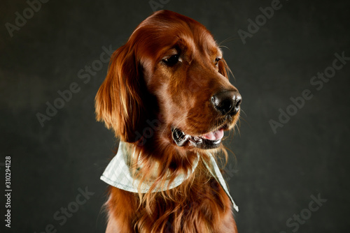 Portrait of an adorable irish setter