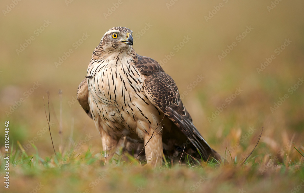 Northern goshwak (Accipiter gentilis) close up Northern goshwak (Accipiter gentilis) close up