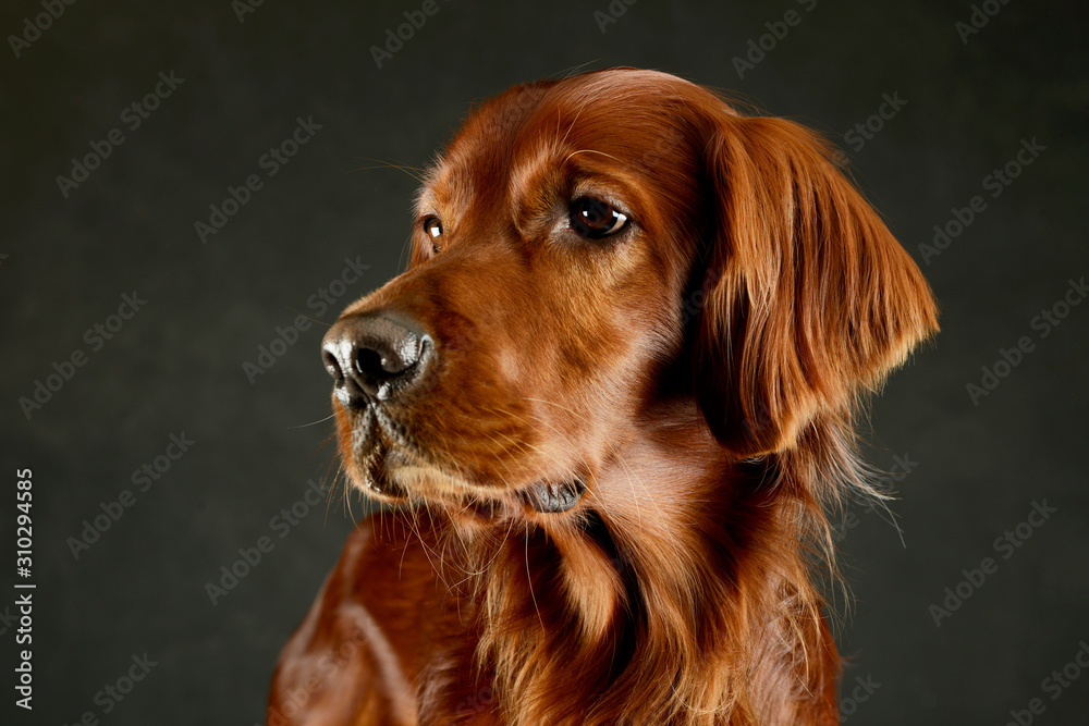 Portrait of an adorable irish setter