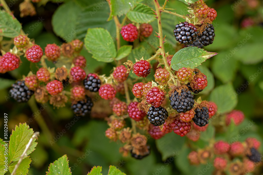 red berries on a branch red berries on a branch