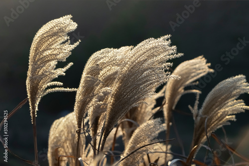 Miscanthus sinensis. Common names include Korean uksae,Chinese silver grass, Eulalia grass, maiden grass, zebra grass, Susuki grass, and porcupine grass.