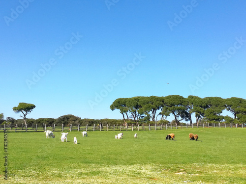 Landscape with meadow and freely wild animals of Brion Island in the Magdalen Islands archipelago in the middle of the Gulf of Saint Lawrenceand part of the municipality of Grosse-Île