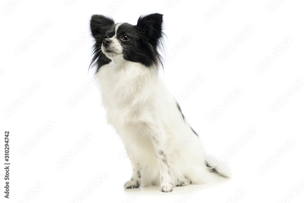 Studio shot of an adorable papillon