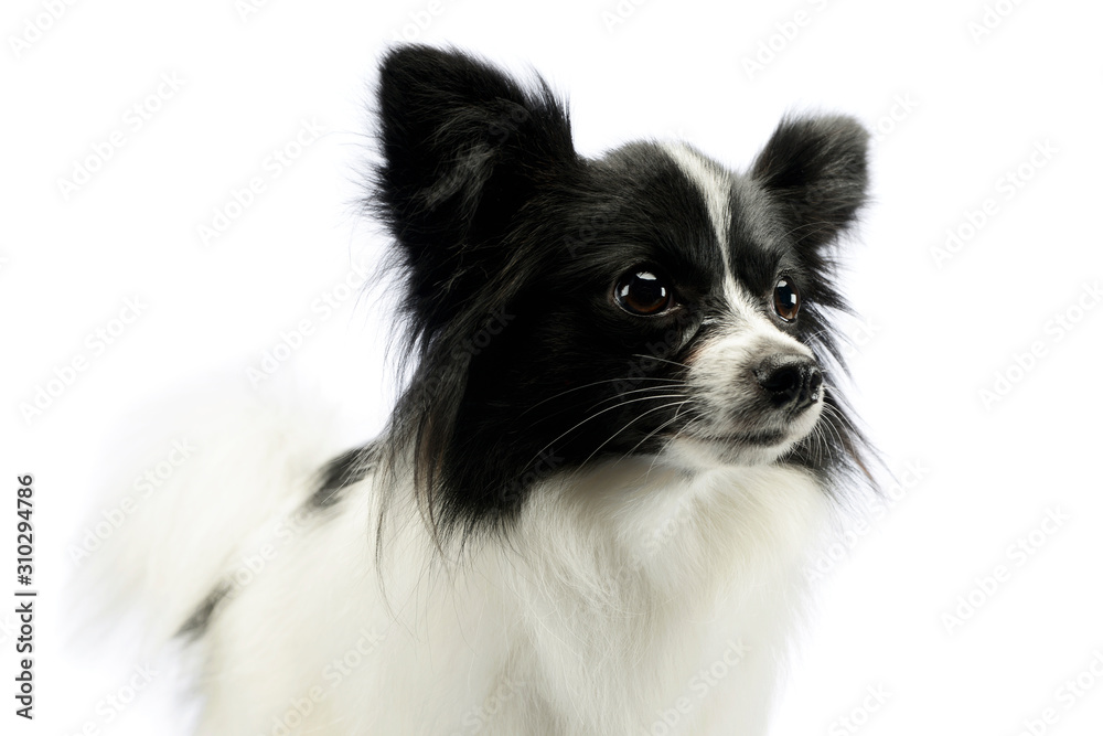 Portrait of an adorable papillon Portrait of an adorable papillon