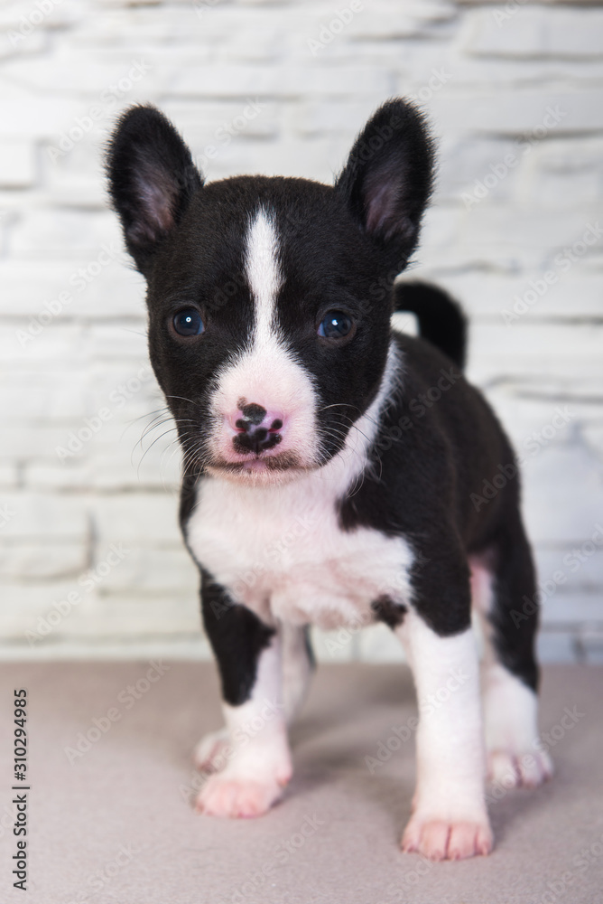 Basenji puppy dog, one month on white background