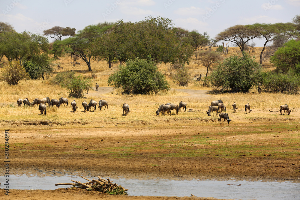 herd of wildebeest