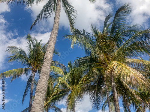 Looking up at the Beautiful Coconut Palms at South Beach Miami