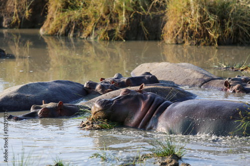 hippo in water