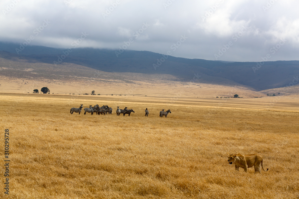 Obraz premium Lion on the plain