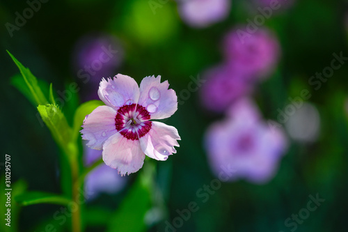 pink flower