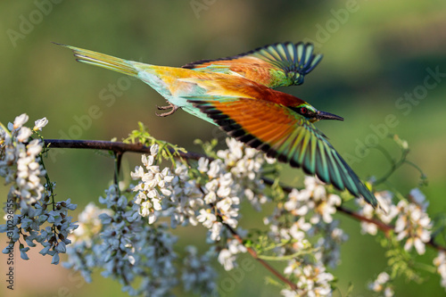 colored wild bird flies among spring blossoming tree