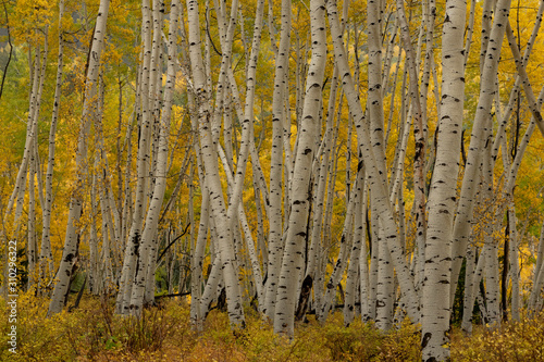 Aspen in fall