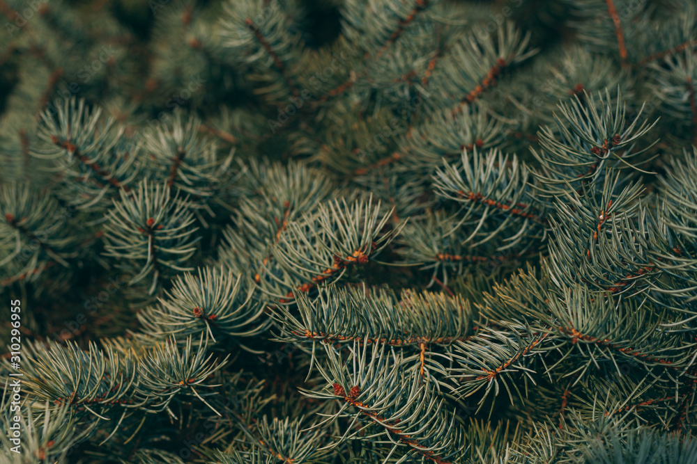 Fluffy branches of a spruce or fir-tree. Christmas wallpaper or postcard concept.