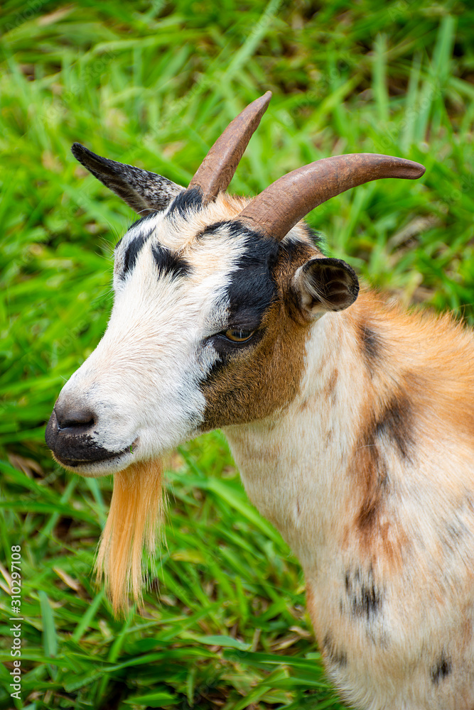 goats grazing on Dourados farm, Mato Grosso do Sul goats grazing on Dourados farm, Mato Grosso do Sul