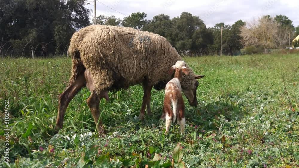 New born.. 10 minutes old..