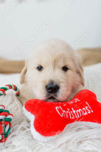 Golden Retriever Puppy with Christmas Toys