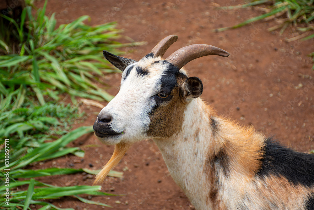 goats grazing on Dourados farm, Mato Grosso do Sul goats grazing on Dourados farm, Mato Grosso do Sul