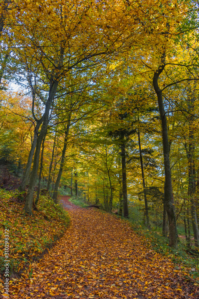 Obraz premium Autumn colorful morning in the forest near Graz, Styria region, Austria