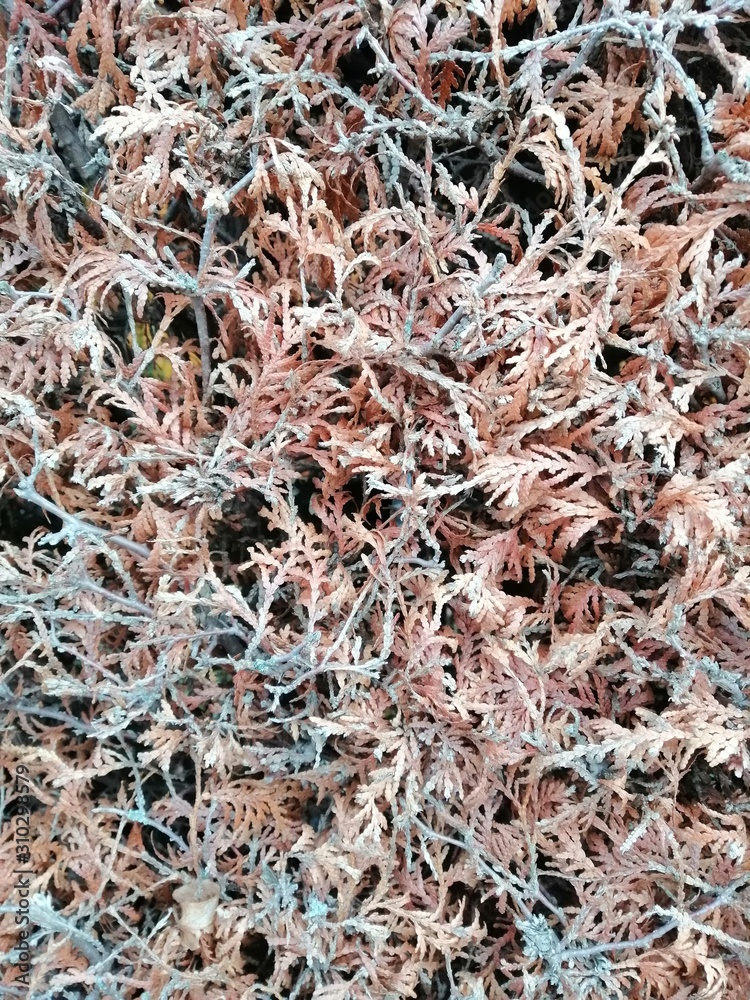 Close up pine leaves. Pattern of dried thuja branches.