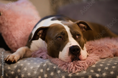 Bilde på lerret American Staffordshire Terrier liegt auf einem rosa Teppich im Wohnzimmer und sc