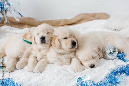 Golden Retriever Puppies Hanukkah Decor © KCULP