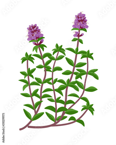 Thymus serpyllum healing flower vector medical illustration isolated on white background in flat design, infographic elements, healing herb icon.