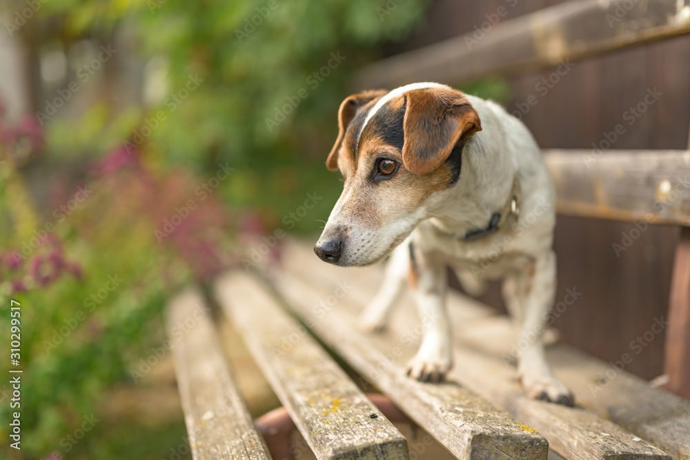 Cute small 13 years old Jack Russell Terries  dog is standing on a park bench