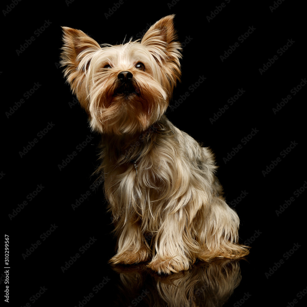 Fototapeta premium Studio shot of an adorable Yorkshire Terrier