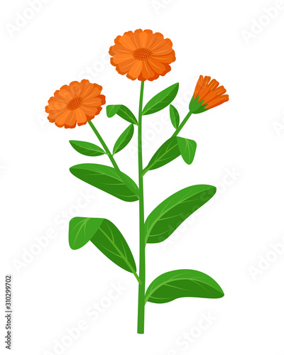 Calendula officinalis healing flower vector medical illustration isolated on white background in flat design, infographic elements, commom marigold healing herb icon. photo