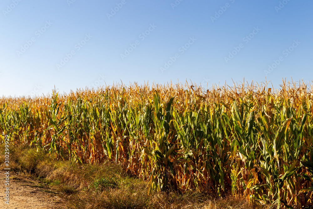 Obraz premium Corn plantation, for human consumption.