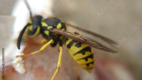 closeup video of yellow jacket wasp photo