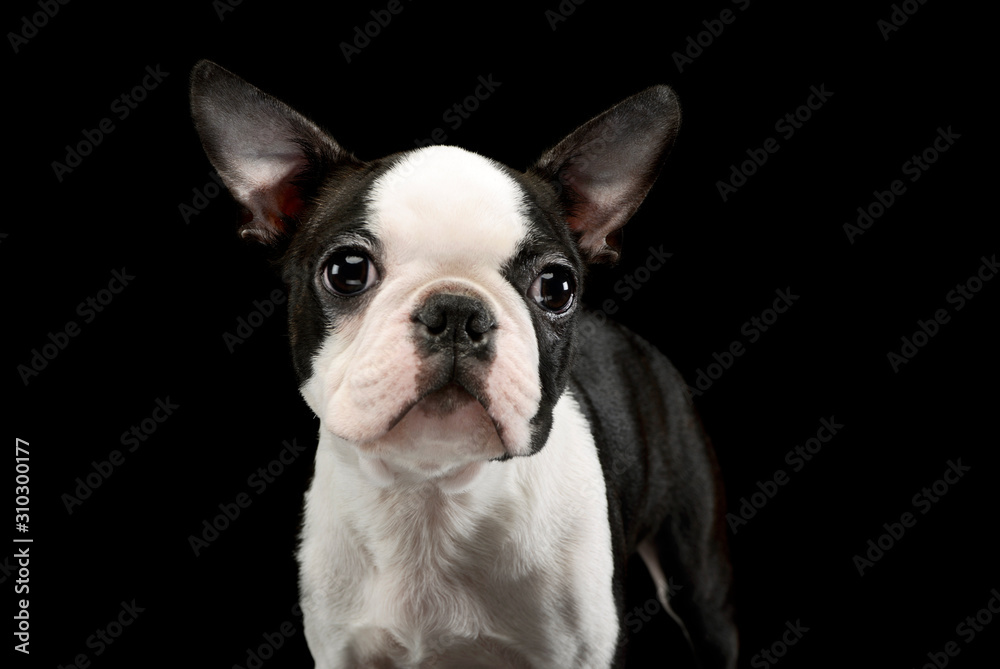 Portrait of an adorable Boston Terrier