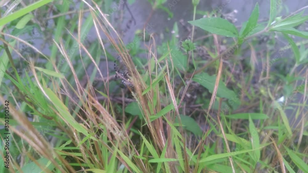 A spider escape from enemy in nature background A spider escape from enemy in nature background